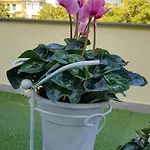 Pompei Vesevus Apartmán